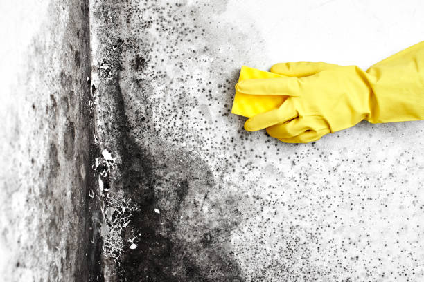 Best Commercial Mold Removal  in Iola, KS