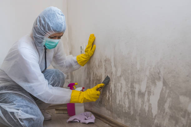 Mold Testing and Removal in Iola, KS