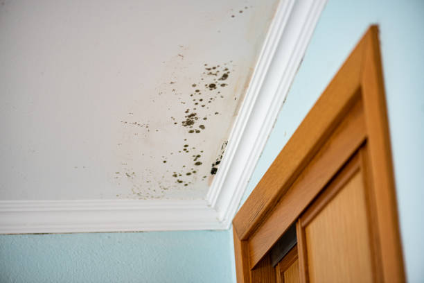 Best Best Mold Removal Companies  in Iola, KS