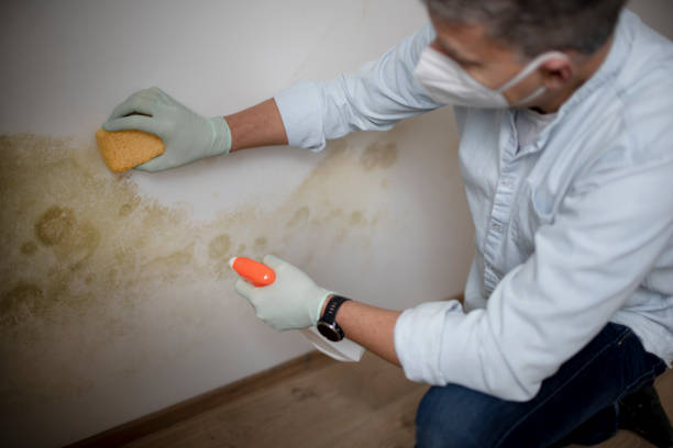 Best Mold Cleaning Services  in Iola, KS
