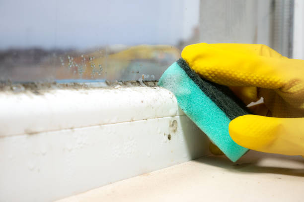 Best Mold Damage Repair  in Iola, KS