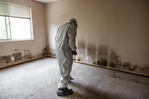 Best Local Mold Removal Service  in Iola, KS