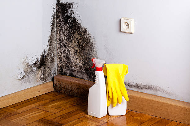 Best Office Mold Removal Services  in Iola, KS