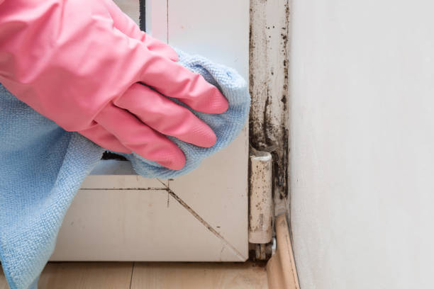 Best Emergency Mold Removal  in Iola, KS