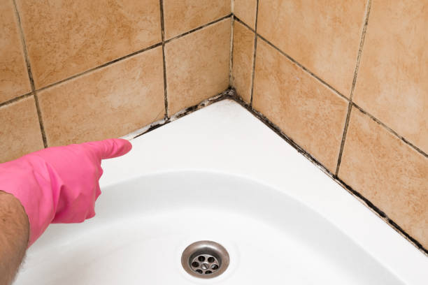 Best Mold Remediation  in Iola, KS